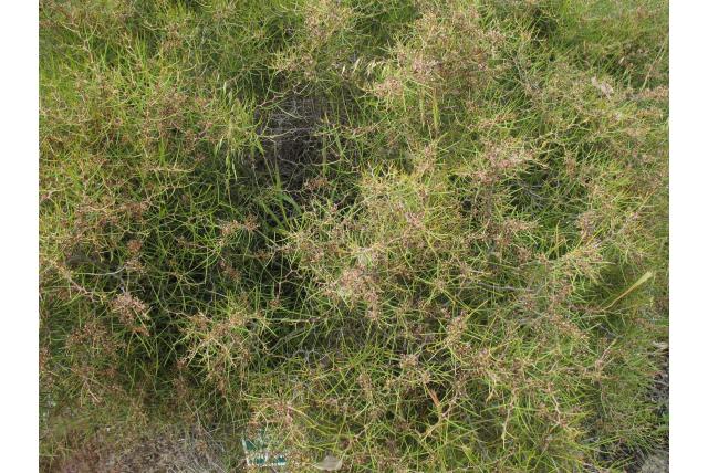 Dichtbloeiend Hakea Dichtbloeiend Hakea