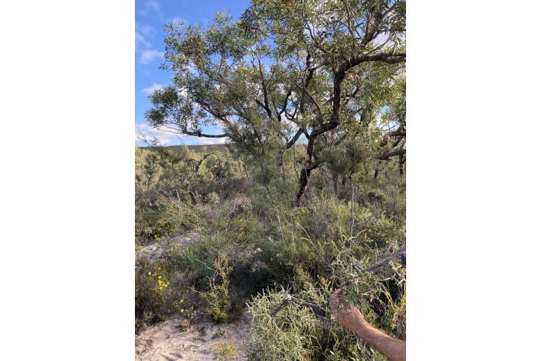 Hakea psilorrhyncha -16088