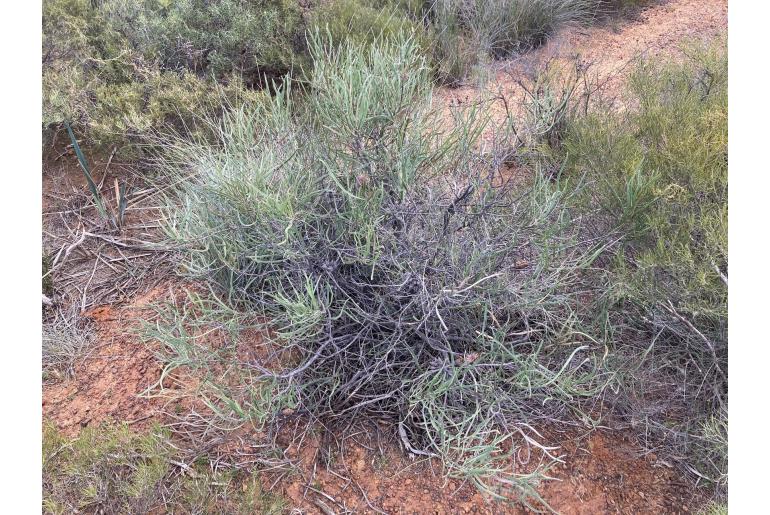 Hakea pycnoneura -16089