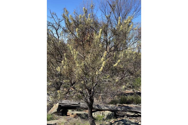 Hakea recurva -16090