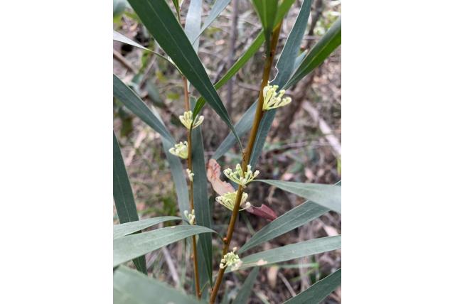 Wilgenblad hakea Wilgenblad hakea