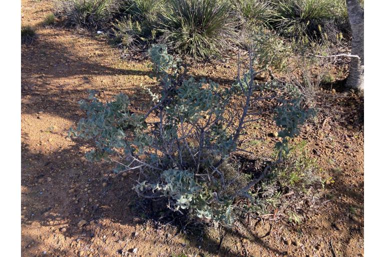 Hakea smilacifolia 16093