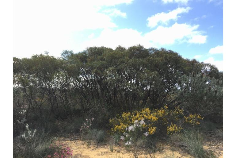 Eucalyptus jucunda 16103