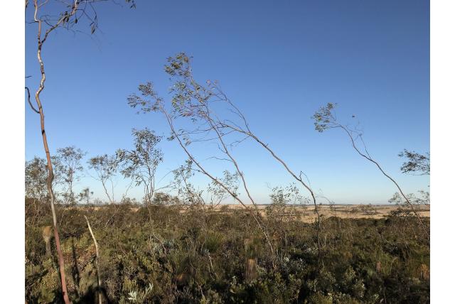 Huilende Badgingarra Eucalyptus Huilende Badgingarra Eucalyptus