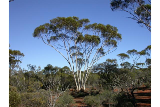 Capvormig operculum Eucalyptus Capvormig operculum Eucalyptus