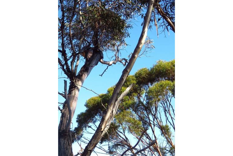 Eucalyptus platycorys 16106