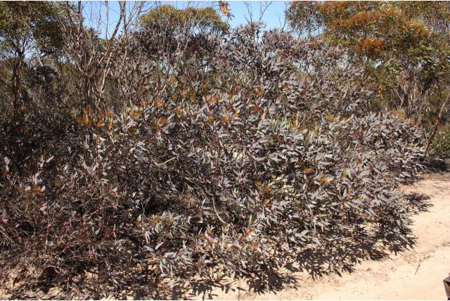 Veelstammige Eucalyptus met paarse bladeren Veelstammige Eucalyptus met paarse bladeren