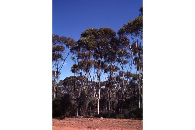 Parker Range Eucalyptus Parker Range Eucalyptus