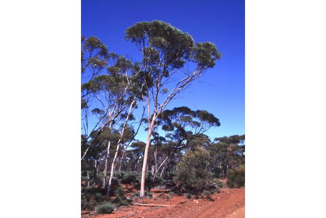 Norseman Eucalyptus