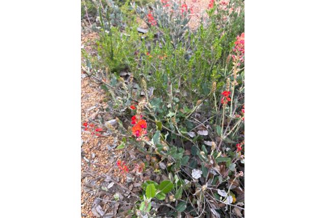 Kreukel bladerige gastrolobium