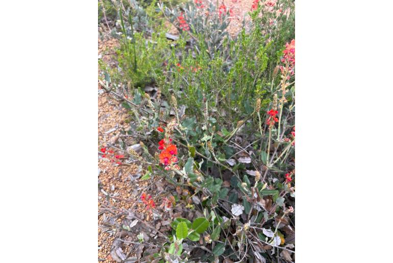 Gastrolobium villosum&nbsp;16112