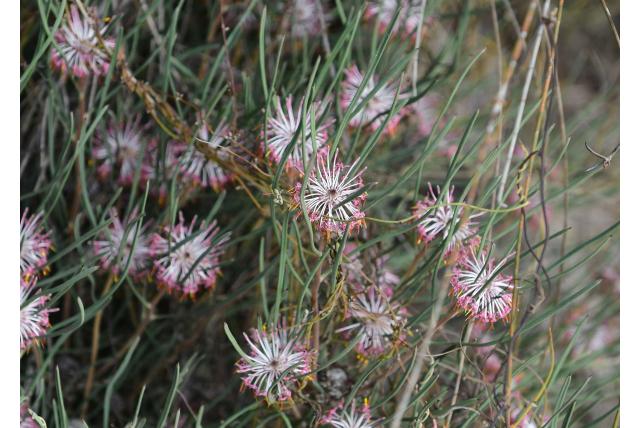 Isopogon met enigszins ruwe bladeren