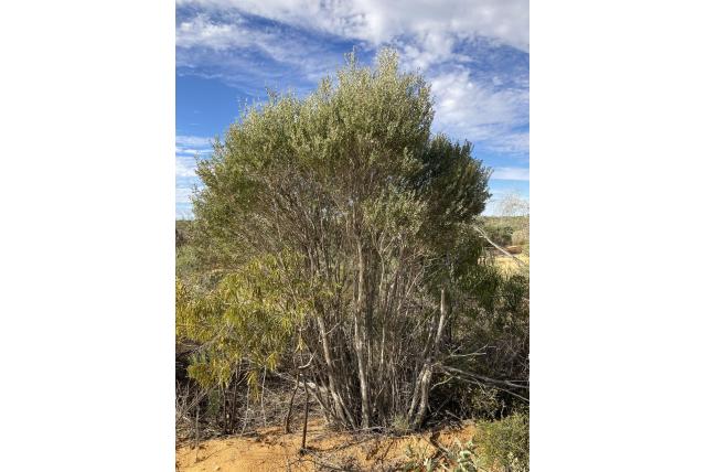 Hakeabladige melaleuca