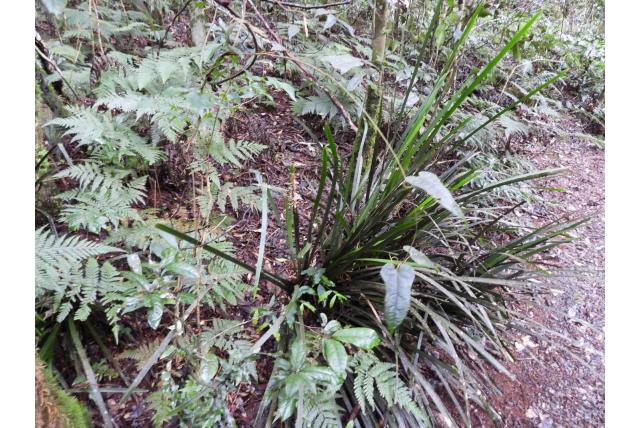 Puntige lomandra