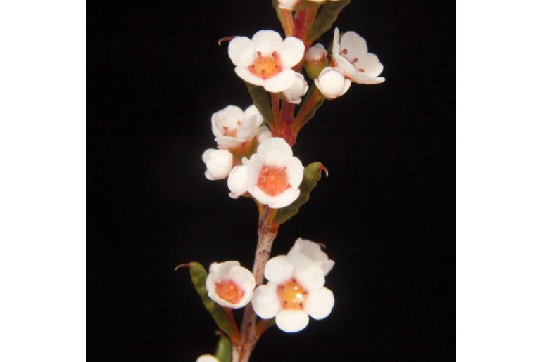 Malleostemon tuberculatus -16146