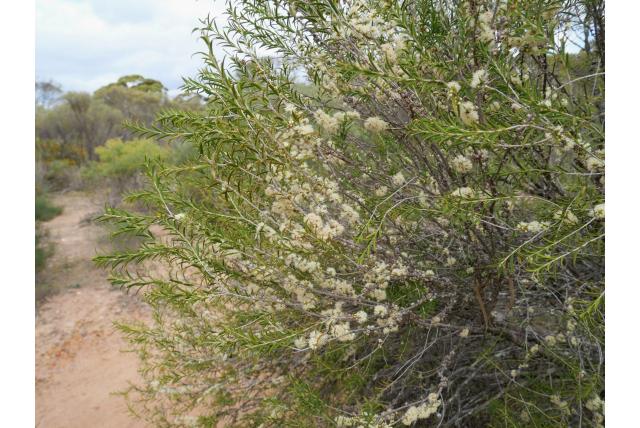 Webster's Mallee Honing Mirte