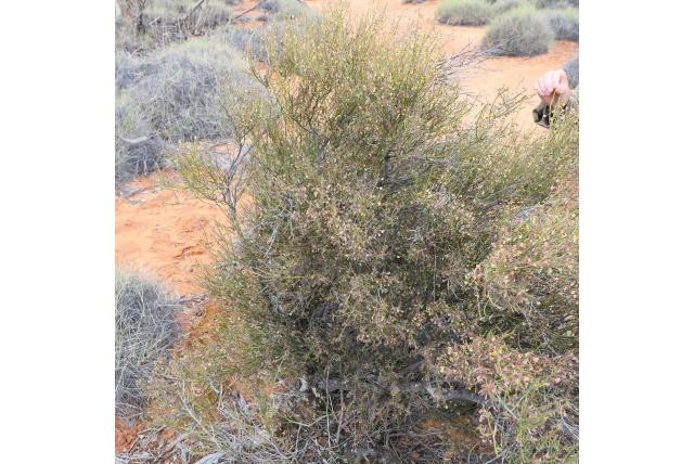 Bentham's daviesia