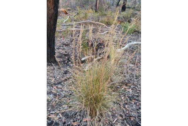 Wallaby gras