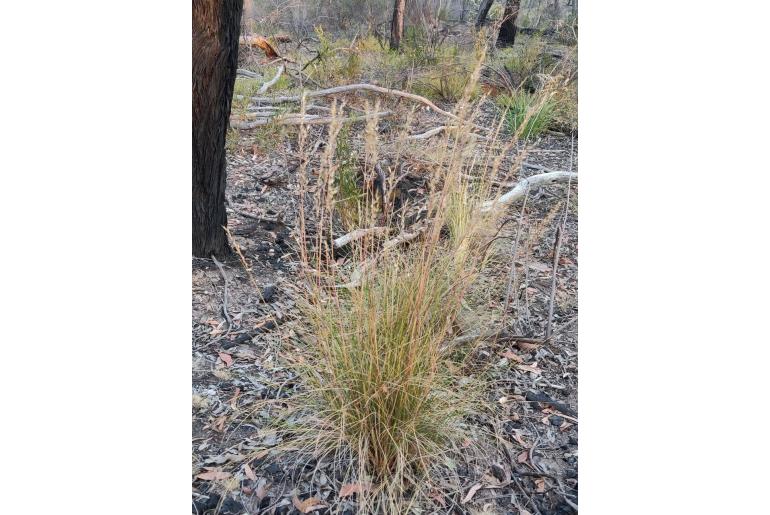 Rytidosperma fulvum -16152