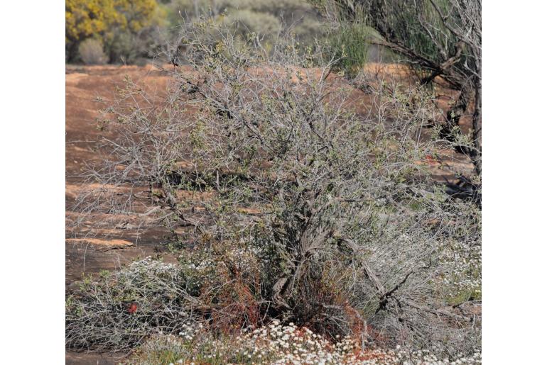 Melaleuca macronychia -16167