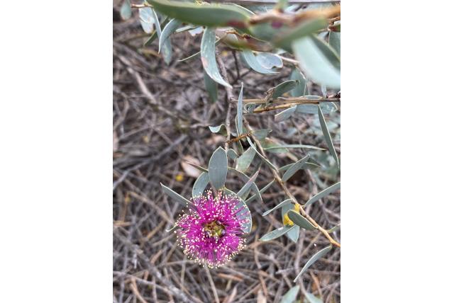 Melaleuca met platte bloembeker