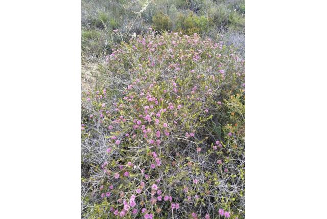 Melaleuca in een rij