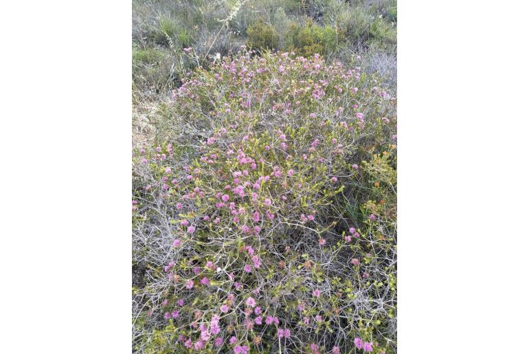 Melaleuca seriata -16176