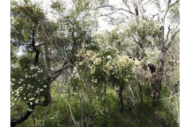 Sieber's melaleuca