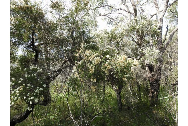 Melaleuca sieberi -16178