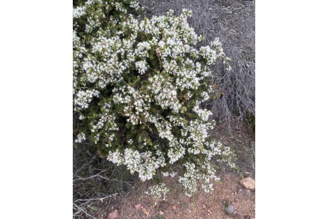 Melaleuca met aanhoudende kelk
