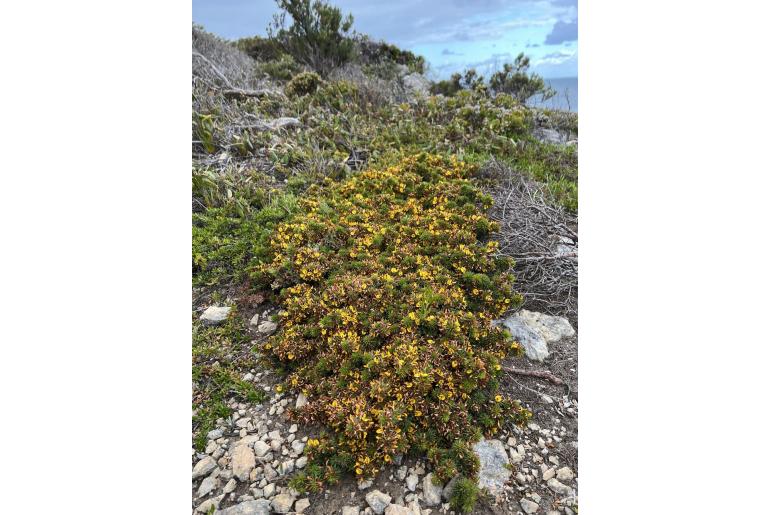 Pultenaea canaliculata 16203