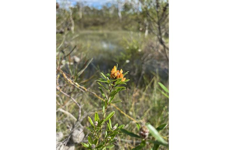 Pultenaea myrtoides 16204