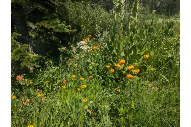 Wiggins lelie Wiggins lelie