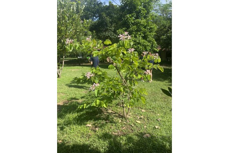 Bauhinia monandra -16251
