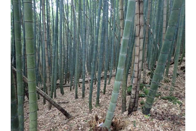 Moso bamboo
