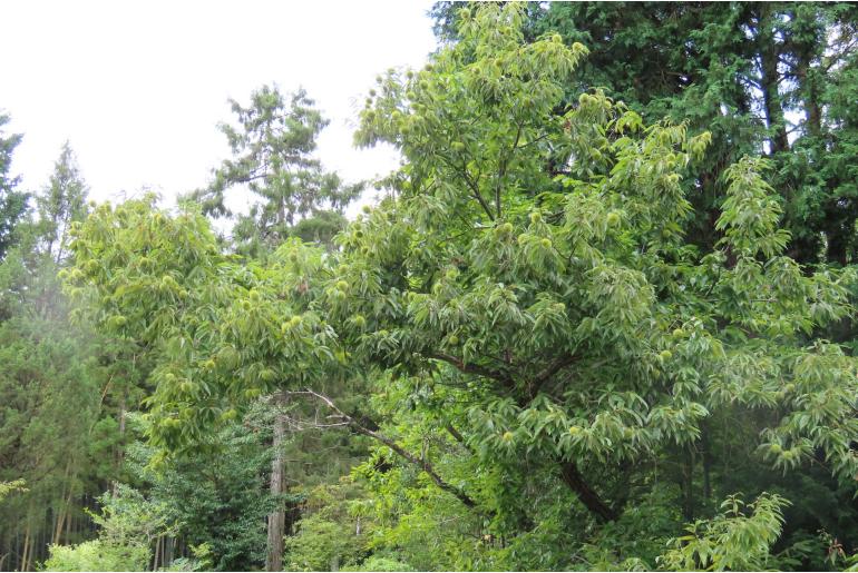 Castanea crenata&nbsp;16257