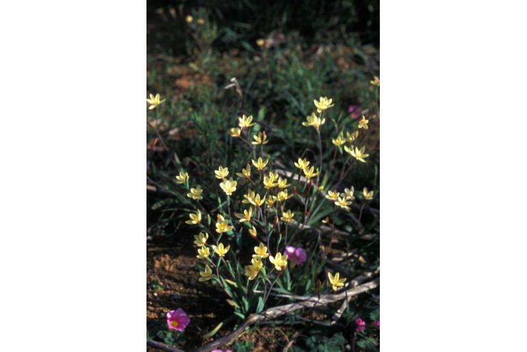 Hesperantha sufflava&nbsp;16264