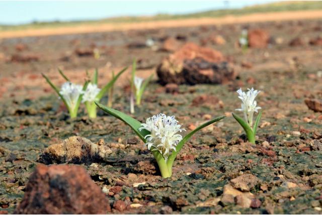 Klei-bewonende lachenalia