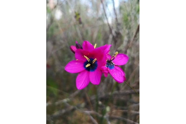 Wijnkleurige avondbloem Wijnkleurige avondbloem