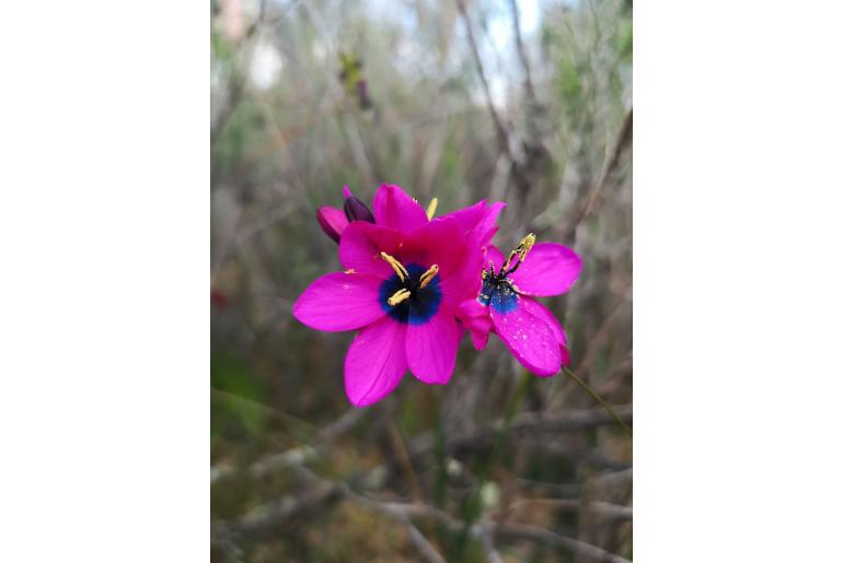 Ixia vinacea 16279