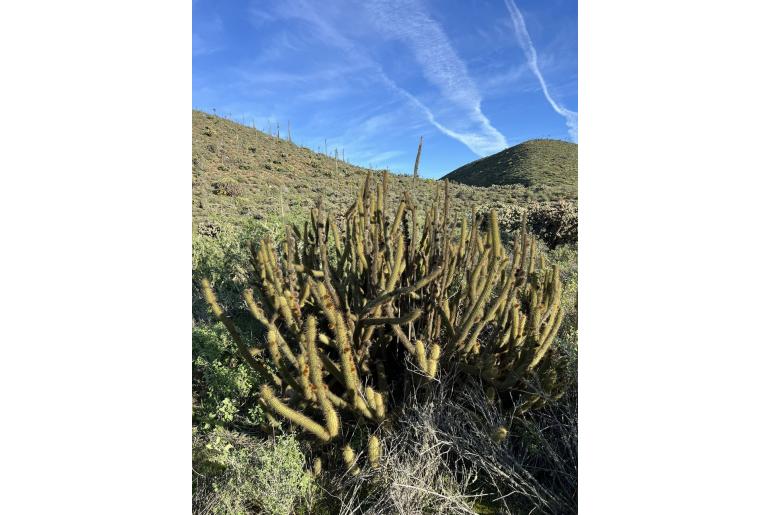 Bergerocactus emoryi -16283