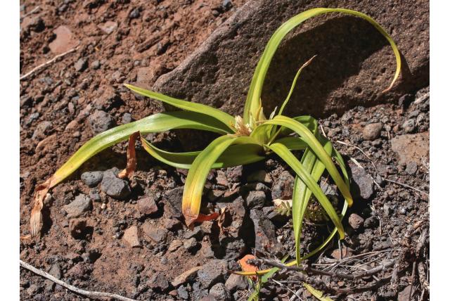 El Hierro herfstkrokus