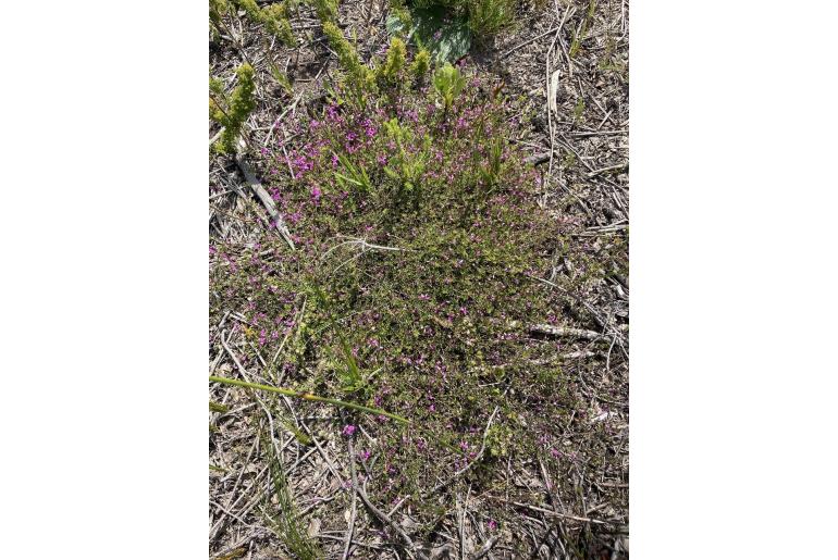 Tephrosia linearis -16297