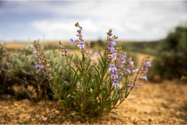 Gibbens’ penstemon