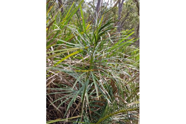 Goed gemaakte Macrozamia