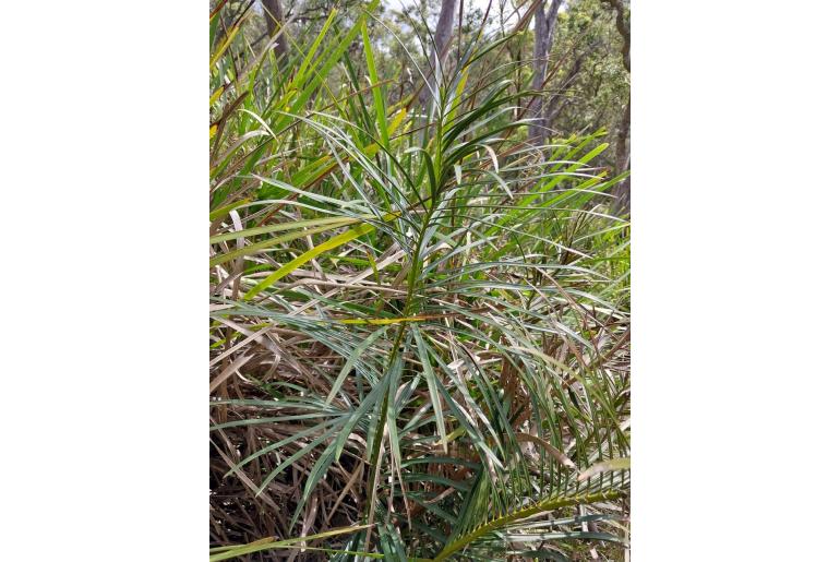Macrozamia concinna -16307