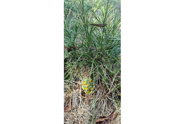 Dikbladig Macrozamia