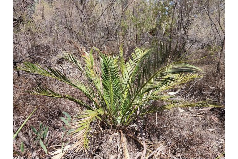 Macrozamia diplomera -16309