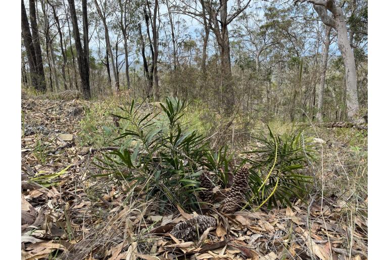 Macrozamia fawcettii -16311