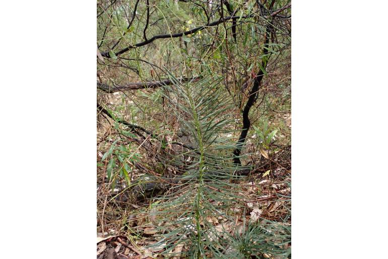Macrozamia stenomera -16318